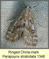 Ringed China-mark, Parapoynx stratiotata