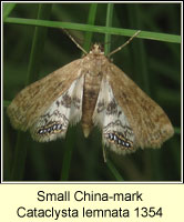 Small China-mark, Cataclysta lemnata
