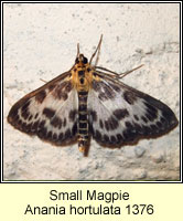 Anania hortulata, Small Magpie