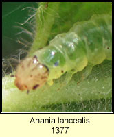 Perinephela lancealis