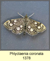 Phlyctaenia coronata