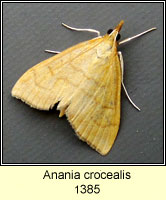 Anania crocealis