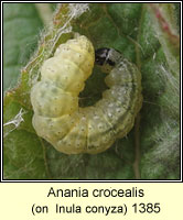 Anania crocealis