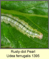 Rusty-dot Pearl, Udea ferrugalis
