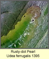 Rusty-dot Pearl, Udea ferrugalis