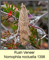 Rush Veneer, Nomophila noctuella