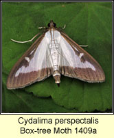 Box-tree Moth, Cydalima perspectalis