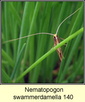 Nematopogon swammerdamella 