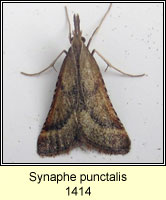 Synaphe punctalis