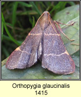 Orthopygia glaucinalis