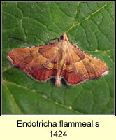 Endotricha flammealis