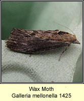 Wax Moth, Galleria mellonella
