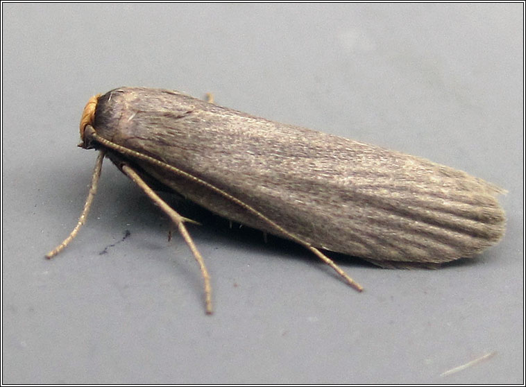 Lesser Wax Moth, Achroia grisella