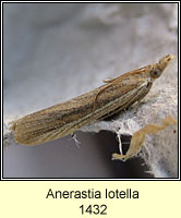 Anerastia lotella