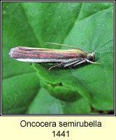Oncocera semirubella