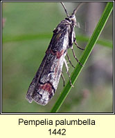 Pempelia palumbella