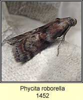 Phycita roborella