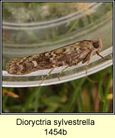 Dioryctria sylvestrella