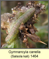 Gymnancyla canella