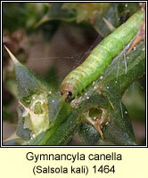 Gymnancyla canella