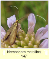 Nemophora metallica