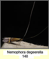 Nemophora degeerella