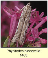 Phycitodes binaevella