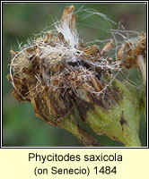 Phycitodes saxicola