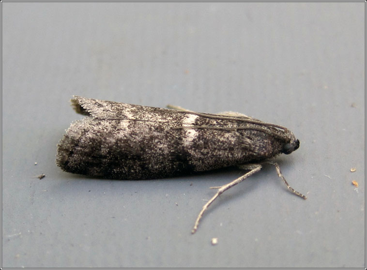 Moths - Apomyelois bistriatella