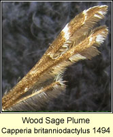 Wood Sage Plume, Capperia britanniodactylus