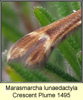 Marasmarcha lunaedactyla, Crescent Plume