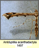 Amblyptilia acanthadactyla