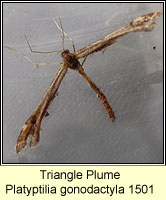 Triangle Plume, Platyptilia gonodactyla