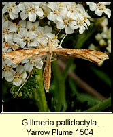 Gillmeria pallidactyla, Yarrow Plume