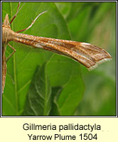 Gillmeria pallidactyla, Yarrow Plume