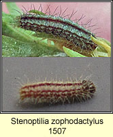 Stenoptilia zophodactylus