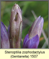 Stenoptilia zophodactylus