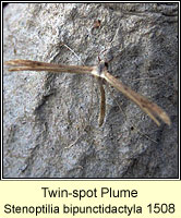 Twin-spot Plume, Stenoptilia bipunctidactyla