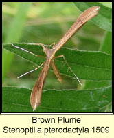Brown Plume, Stenoptilia pterodactyla