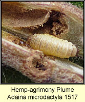 Hemp-agrimony Plume, Adaina microdactyla