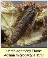 Hemp-agrimony Plume, Adaina microdactyla