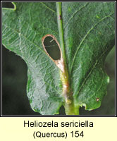Heliozela sericiella