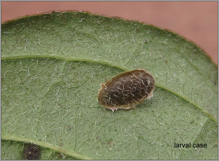 Antispila treitschkiella, larva