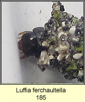 Luffia ferchaultella (case)