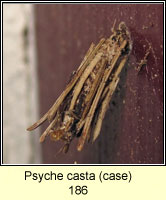 Psyche casta (case)