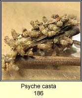 Psyche casta (larvae)