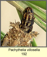 Pachythelia villosella