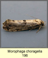 Morophaga choragella