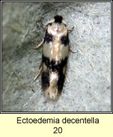 Ectoedemia decentella