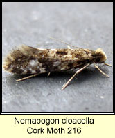 Nemapogon cloacella, Cork Moth